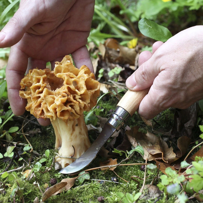 N°08 Mushroom Fixed-Blade Knife