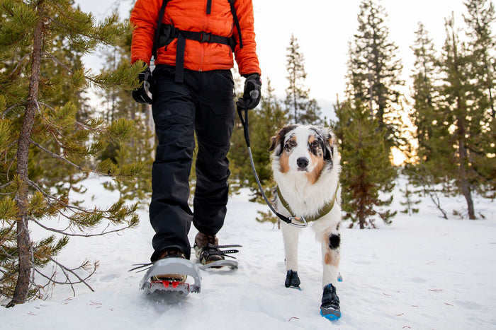 Polar Trex Dog Winter Boots - 2/PK